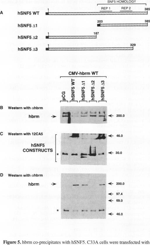 https://cdn.ncbi.nlm.nih.gov/pmc/blobs/ac8c/306820/8ba9b973f252/nar00007-0051-a.jpg