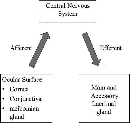 https://cdn.ncbi.nlm.nih.gov/pmc/blobs/ac8c/3160069/c0d29a336a23/OJO-4-50-g001.jpg