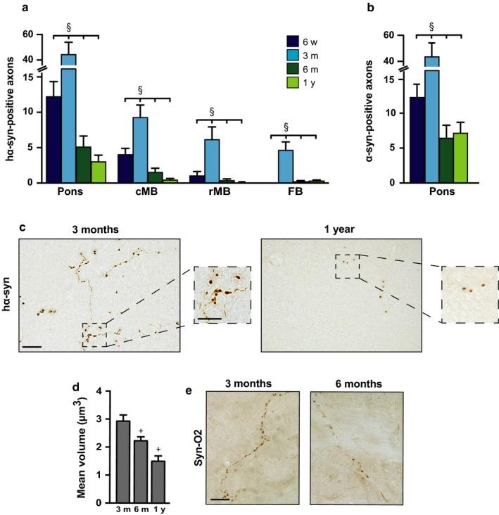 https://cdn.ncbi.nlm.nih.gov/pmc/blobs/ac95/5847868/96cf43673db2/ACEL-17-e12727-g002.jpg