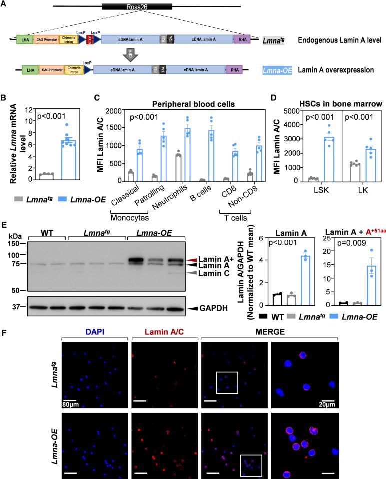 https://cdn.ncbi.nlm.nih.gov/pmc/blobs/ac97/12379799/ff386aae7a0e/atv-45-1616-g003.jpg
