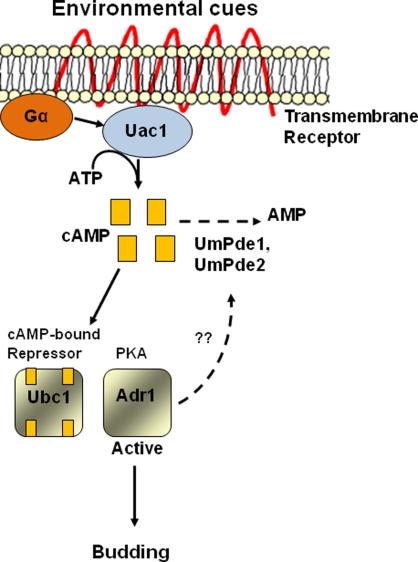 https://cdn.ncbi.nlm.nih.gov/pmc/blobs/ac97/3109409/815aa1c10f40/fmicb-01-00127-g001.jpg