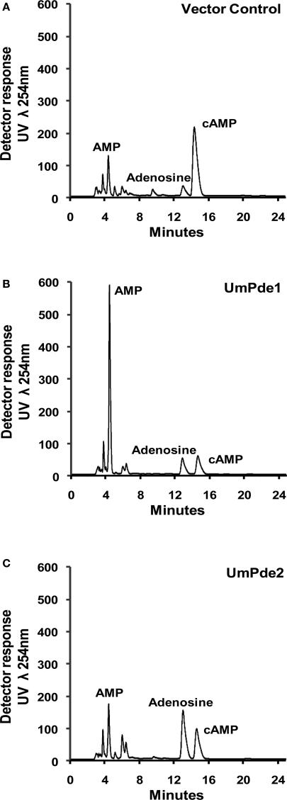 https://cdn.ncbi.nlm.nih.gov/pmc/blobs/ac97/3109409/8860a6cefe04/fmicb-01-00127-g003.jpg