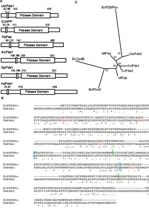 https://cdn.ncbi.nlm.nih.gov/pmc/blobs/ac97/3109409/8ae85a521fab/fmicb-01-00127-g002.jpg