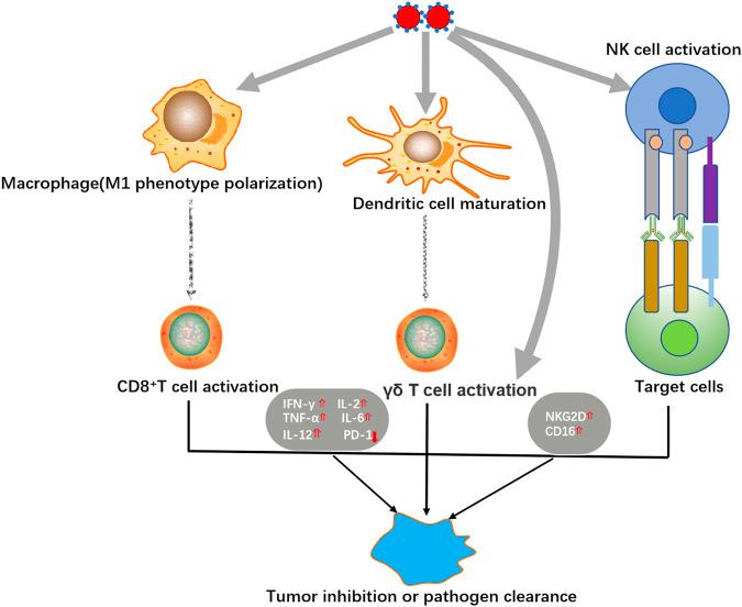 https://cdn.ncbi.nlm.nih.gov/pmc/blobs/ac98/8361478/284f2b24fdad/fphar-12-682284-g002.jpg