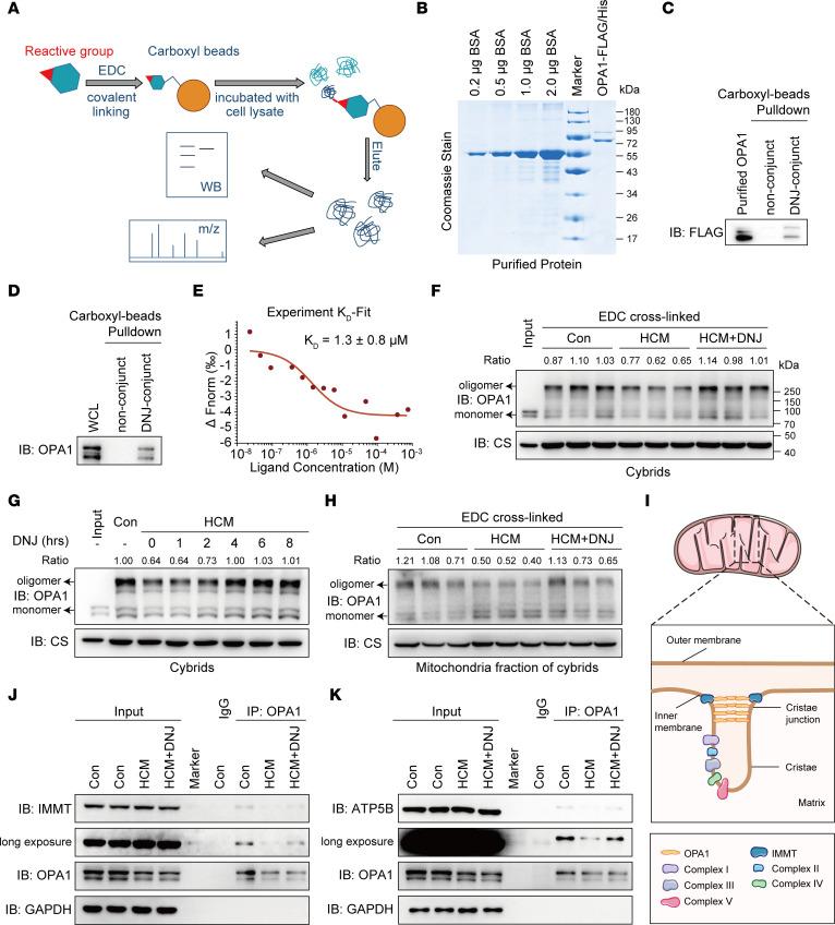 https://cdn.ncbi.nlm.nih.gov/pmc/blobs/aca1/10348775/0f6960054cb1/jci-133-164660-g042.jpg