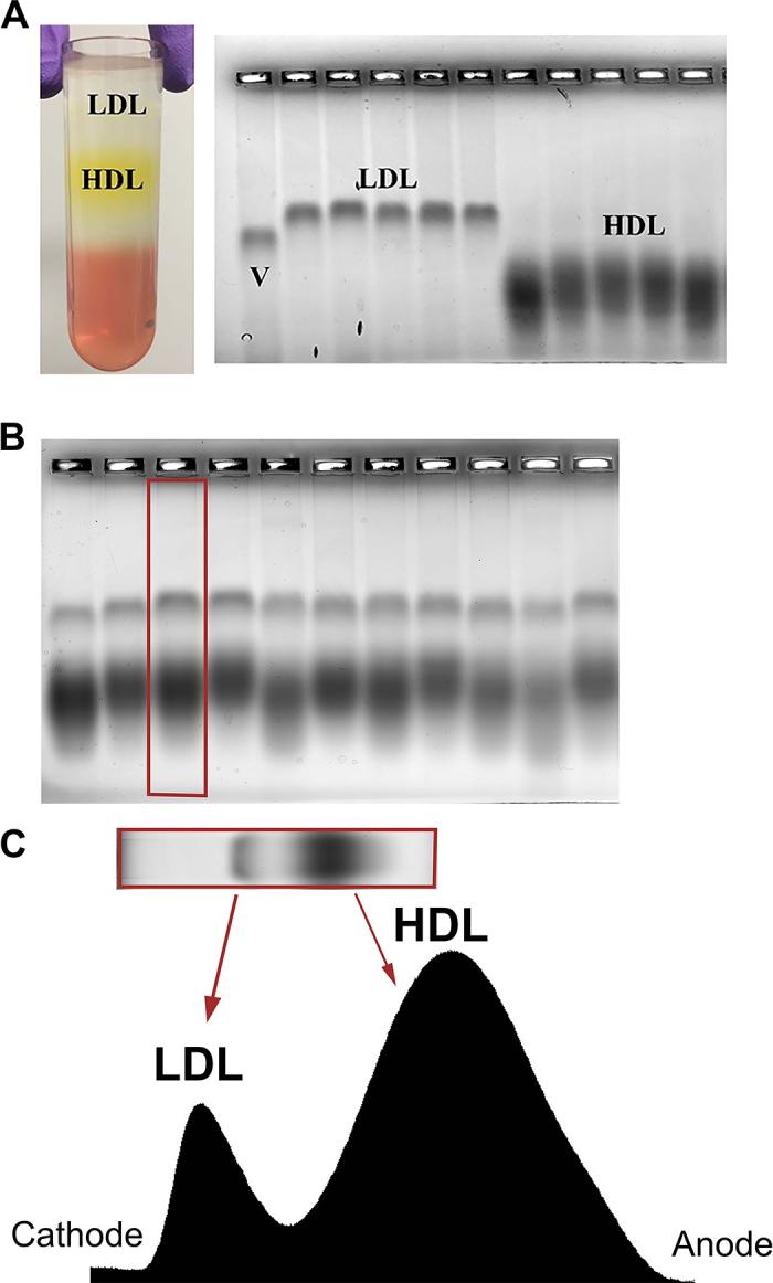 https://cdn.ncbi.nlm.nih.gov/pmc/blobs/aca2/9623755/c83ee43c11d6/gr1.jpg