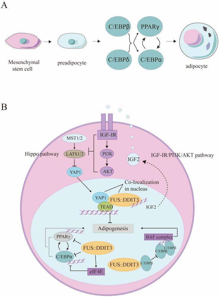 https://cdn.ncbi.nlm.nih.gov/pmc/blobs/aca3/11506083/1eebb39e012a/biomolecules-14-01297-g002.jpg