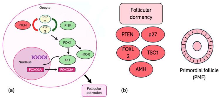 https://cdn.ncbi.nlm.nih.gov/pmc/blobs/aca5/12347271/d0c09c30f5af/ijms-26-07314-g001.jpg