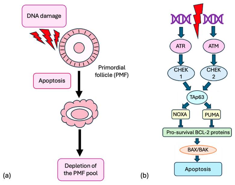 https://cdn.ncbi.nlm.nih.gov/pmc/blobs/aca5/12347271/ed92d4294555/ijms-26-07314-g003.jpg