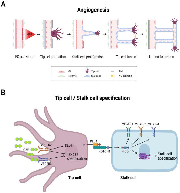 https://cdn.ncbi.nlm.nih.gov/pmc/blobs/aca5/9978835/0c448dbd6665/ijsc-16-1-1-f2.jpg