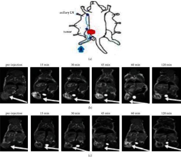 https://cdn.ncbi.nlm.nih.gov/pmc/blobs/aca8/9581618/d12f260d91c9/CMMI2022-5425851.005.jpg
