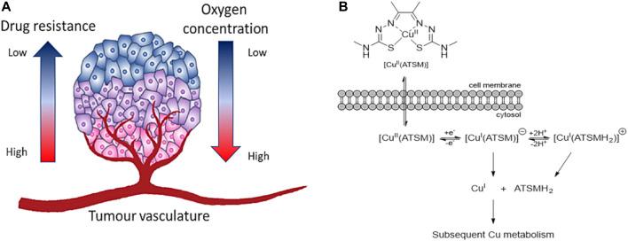 https://cdn.ncbi.nlm.nih.gov/pmc/blobs/aca9/9039169/e3b9dd87b6ca/fchem-10-830133-g009.jpg