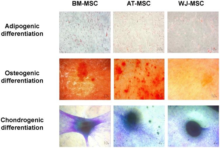https://cdn.ncbi.nlm.nih.gov/pmc/blobs/acaa/4130592/6e7756e55a8e/pone.0104662.g002.jpg