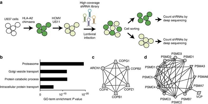 https://cdn.ncbi.nlm.nih.gov/pmc/blobs/acac/4024746/698990517baa/ncomms4832-f1.jpg