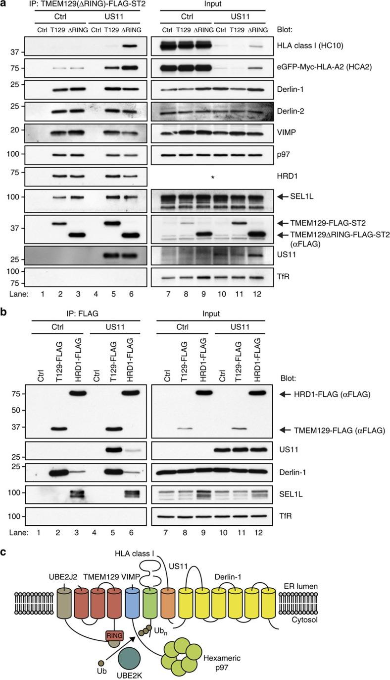 https://cdn.ncbi.nlm.nih.gov/pmc/blobs/acac/4024746/72e82768c942/ncomms4832-f6.jpg