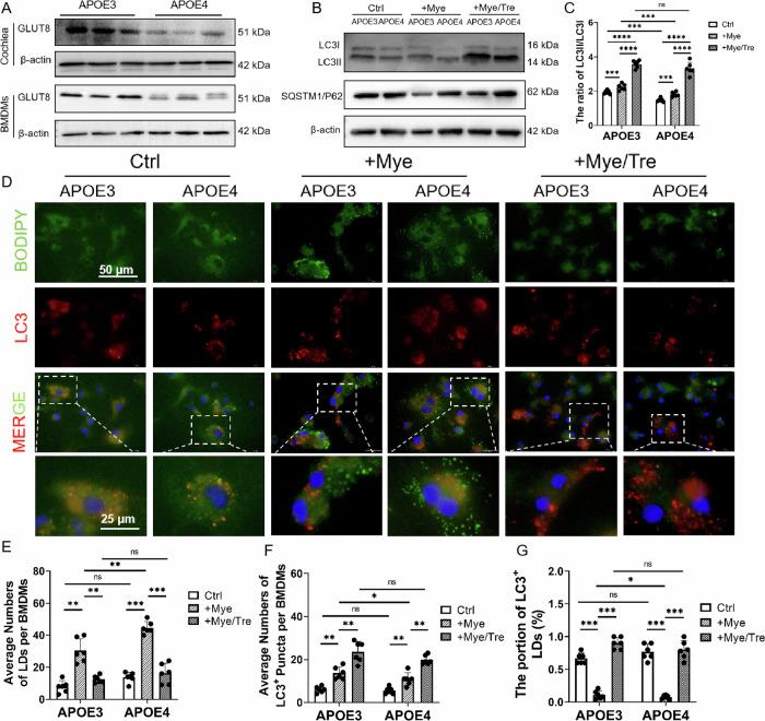 https://cdn.ncbi.nlm.nih.gov/pmc/blobs/acb0/12012174/09671f0b2d9f/41420_2025_2454_Fig5_HTML.jpg