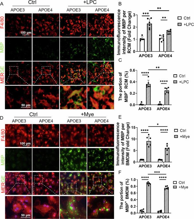 https://cdn.ncbi.nlm.nih.gov/pmc/blobs/acb0/12012174/b9827f972495/41420_2025_2454_Fig2_HTML.jpg
