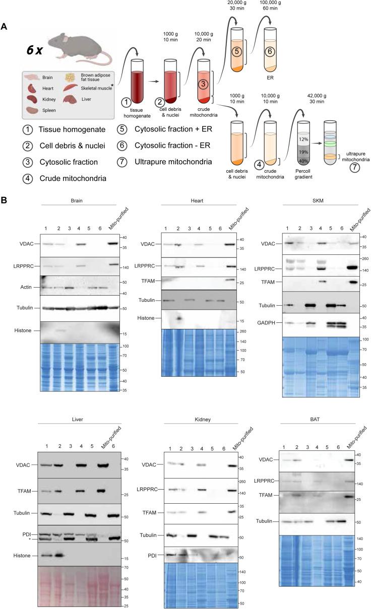 https://cdn.ncbi.nlm.nih.gov/pmc/blobs/acb1/10662294/2402e1e53594/LSA-2023-02147_FigS1.jpg