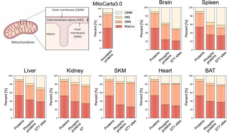 https://cdn.ncbi.nlm.nih.gov/pmc/blobs/acb1/10662294/47c888f0d644/LSA-2023-02147_FigS6.jpg