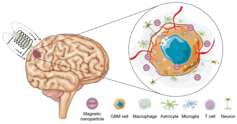 https://cdn.ncbi.nlm.nih.gov/pmc/blobs/acb2/11432100/b66a40e32566/ijms-25-10065-g002.jpg