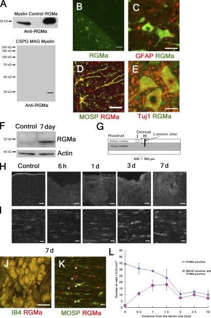 https://cdn.ncbi.nlm.nih.gov/pmc/blobs/acb5/2063787/882128d1f3a7/jcb1730047f02.jpg