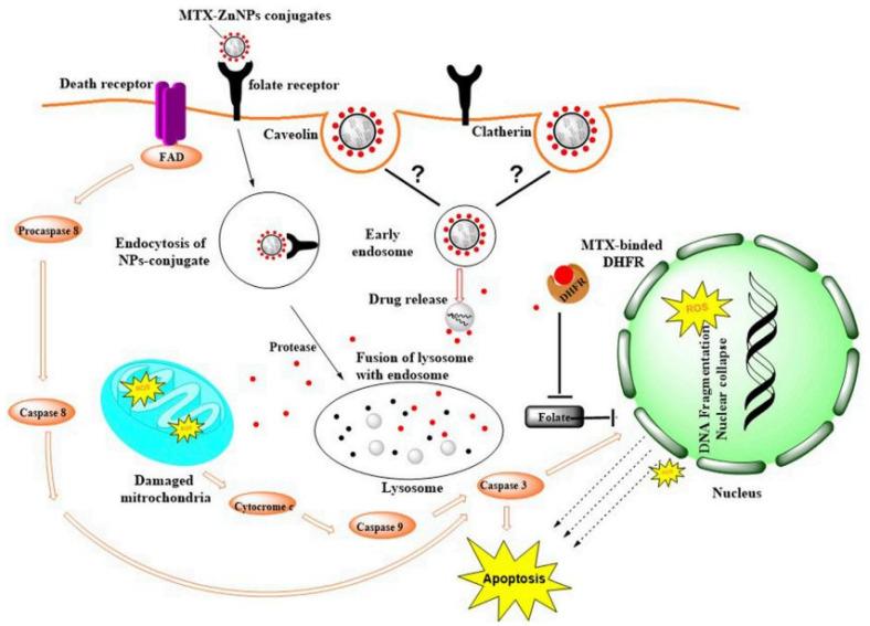 https://cdn.ncbi.nlm.nih.gov/pmc/blobs/acb6/11674168/751d7e21f63f/cancers-16-04234-g007.jpg
