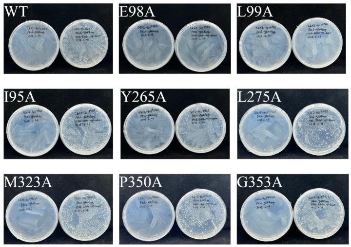 https://cdn.ncbi.nlm.nih.gov/pmc/blobs/acb9/12196517/3bdebe917749/plants-14-01740-g012.jpg