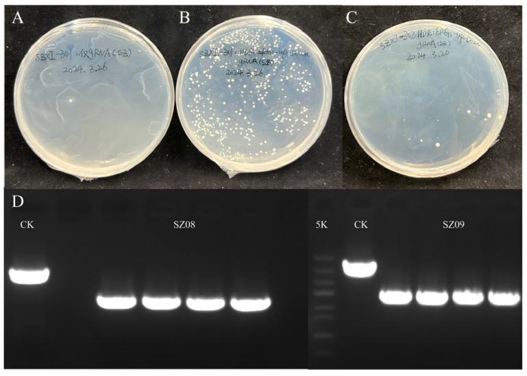 https://cdn.ncbi.nlm.nih.gov/pmc/blobs/acb9/12196517/57e862719bbe/plants-14-01740-g005.jpg