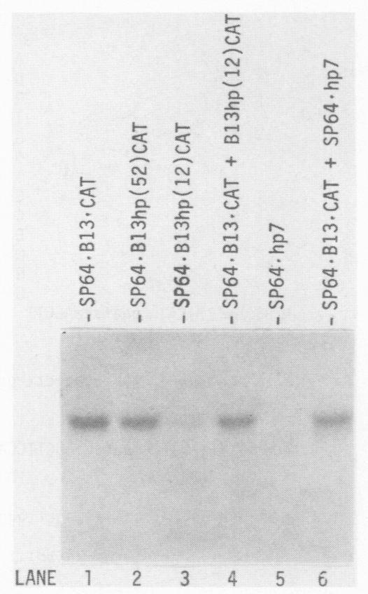 https://cdn.ncbi.nlm.nih.gov/pmc/blobs/acba/363665/43b73496ee5e/molcellb00059-0560-b.jpg