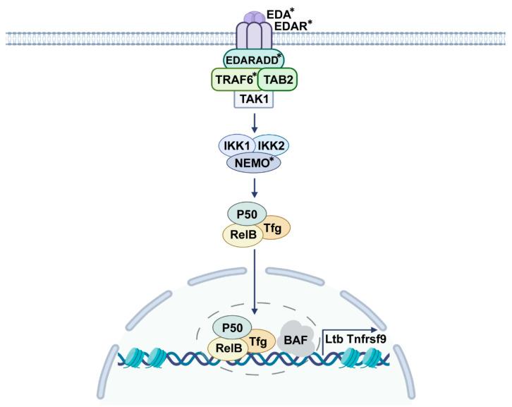 https://cdn.ncbi.nlm.nih.gov/pmc/blobs/acbc/9408960/550fa8dd7529/ijms-23-08911-g001.jpg