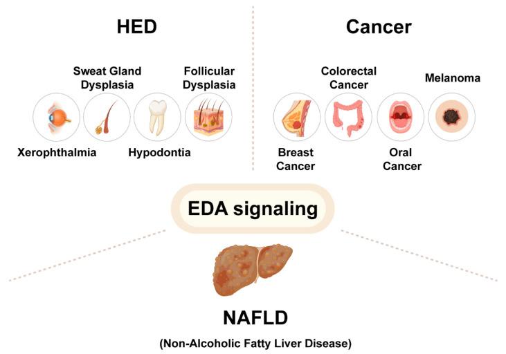 https://cdn.ncbi.nlm.nih.gov/pmc/blobs/acbc/9408960/a164a619aa76/ijms-23-08911-g002.jpg