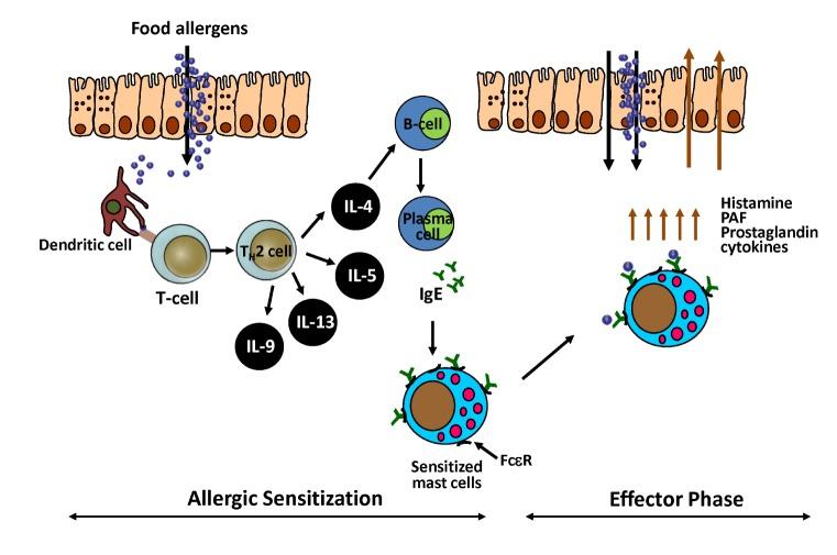 https://cdn.ncbi.nlm.nih.gov/pmc/blobs/acbd/5002447/63168f5a9989/in-16-211-g001.jpg