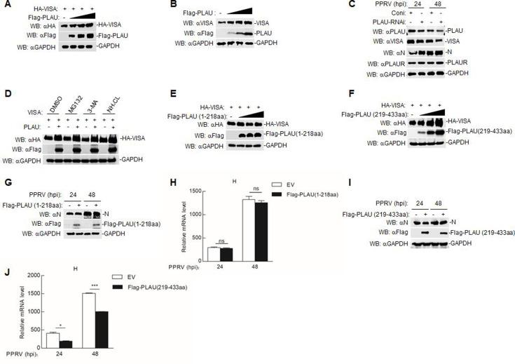 https://cdn.ncbi.nlm.nih.gov/pmc/blobs/acbe/11019896/8d30de9f7fab/jvi.00146-24.f006.jpg