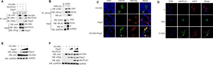 https://cdn.ncbi.nlm.nih.gov/pmc/blobs/acbe/11019896/9448139741b1/jvi.00146-24.f007.jpg