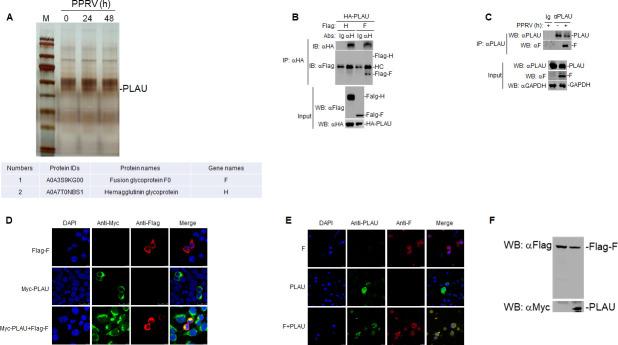 https://cdn.ncbi.nlm.nih.gov/pmc/blobs/acbe/11019896/d249111cbe1d/jvi.00146-24.f002.jpg