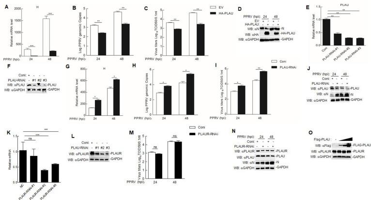 https://cdn.ncbi.nlm.nih.gov/pmc/blobs/acbe/11019896/e4fe1fae57e8/jvi.00146-24.f003.jpg