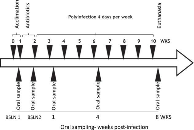 https://cdn.ncbi.nlm.nih.gov/pmc/blobs/acc1/7064479/1b5d6d36f6f4/41522_2020_120_Fig1_HTML.jpg