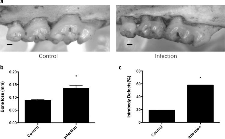 https://cdn.ncbi.nlm.nih.gov/pmc/blobs/acc1/7064479/4d084ecd0a99/41522_2020_120_Fig4_HTML.jpg