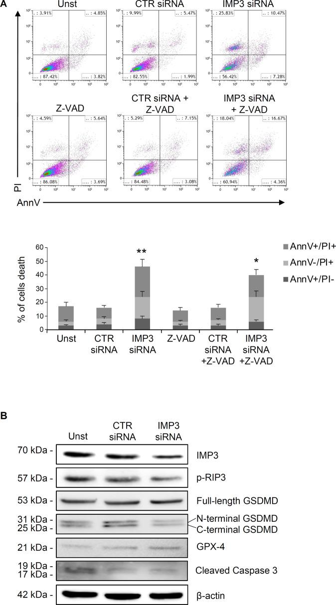 https://cdn.ncbi.nlm.nih.gov/pmc/blobs/acc3/10079693/ac33fe33c709/41419_2023_5772_Fig4_HTML.jpg