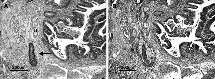 https://cdn.ncbi.nlm.nih.gov/pmc/blobs/acc4/4653248/31de96ebd4d4/10147_2015_801_Fig12_HTML.jpg