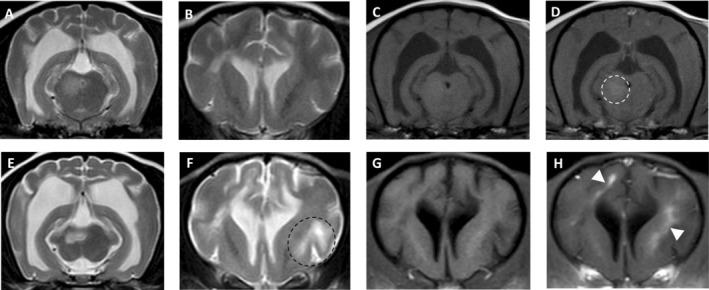 https://cdn.ncbi.nlm.nih.gov/pmc/blobs/acc5/12143025/88cec7c8575b/JVIM-39-e70095-g002.jpg