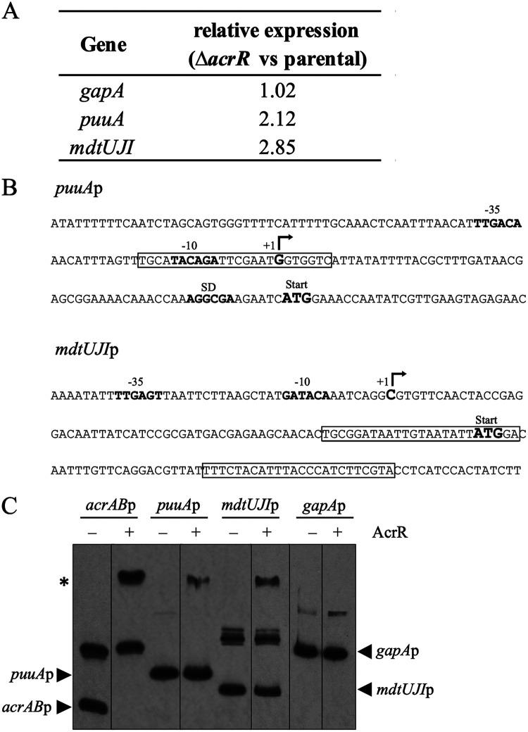 https://cdn.ncbi.nlm.nih.gov/pmc/blobs/acc6/9769551/ab62a22e1a65/msphere.00474-22-f005.jpg