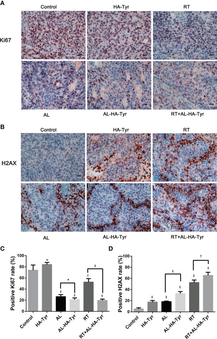 https://cdn.ncbi.nlm.nih.gov/pmc/blobs/acc8/7994889/0a736e58da20/fonc-11-628895-g006.jpg