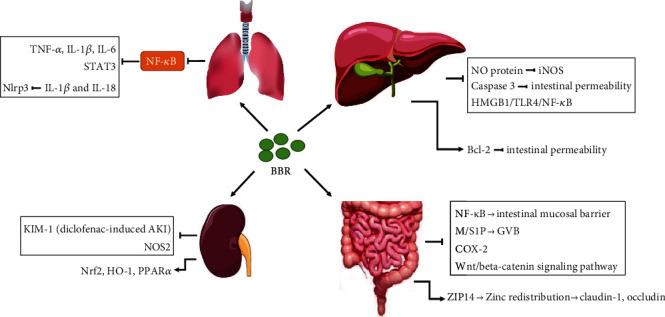 https://cdn.ncbi.nlm.nih.gov/pmc/blobs/acc9/9891819/e8cf39cb1477/JIR2023-4452414.001.jpg