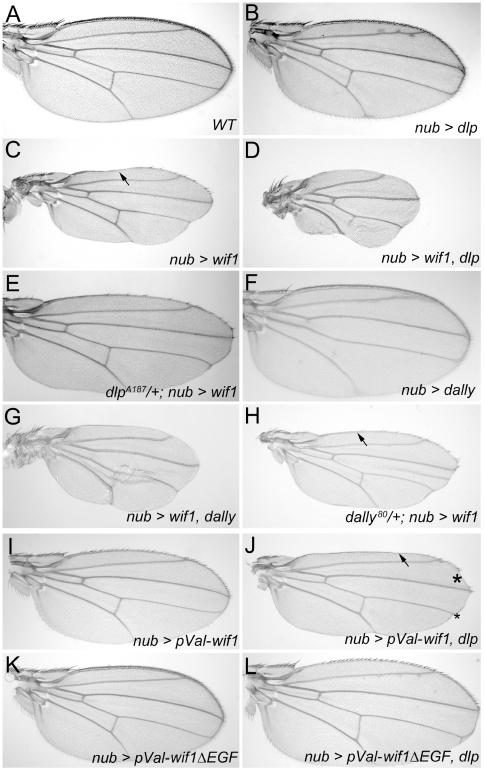https://cdn.ncbi.nlm.nih.gov/pmc/blobs/acca/3285576/376b41330a5a/pgen.1002503.g003.jpg