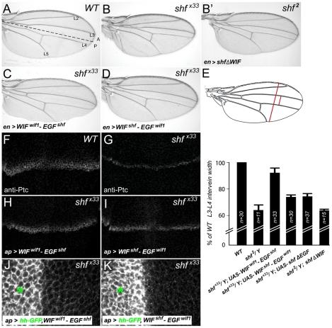 https://cdn.ncbi.nlm.nih.gov/pmc/blobs/acca/3285576/5f003ceaa7b9/pgen.1002503.g007.jpg