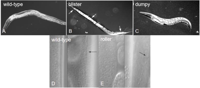 https://cdn.ncbi.nlm.nih.gov/pmc/blobs/accd/11471208/184c54c38778/gr2.jpg