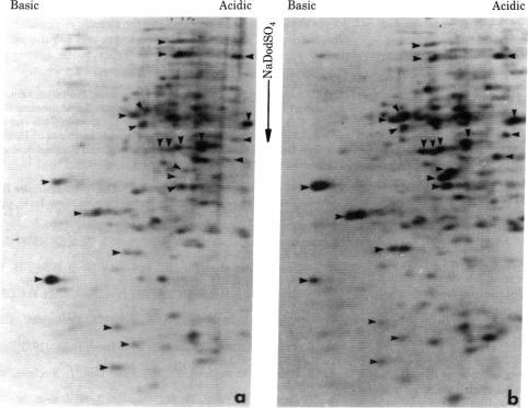 https://cdn.ncbi.nlm.nih.gov/pmc/blobs/acce/319503/a995b097a484/pnas00656-0455-a.jpg