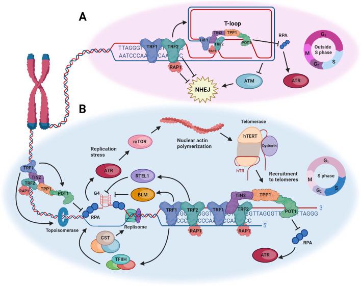 https://cdn.ncbi.nlm.nih.gov/pmc/blobs/accf/11524846/98930e9f78f8/fcell-12-1472906-g001.jpg