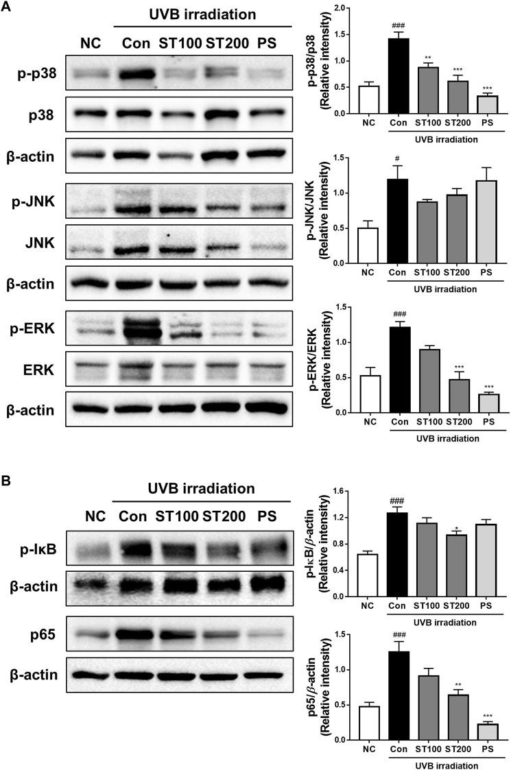 https://cdn.ncbi.nlm.nih.gov/pmc/blobs/acd2/10283040/307e336b0cb3/fphar-14-1176073-g007.jpg